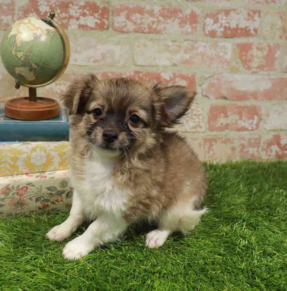 carousel pet images
