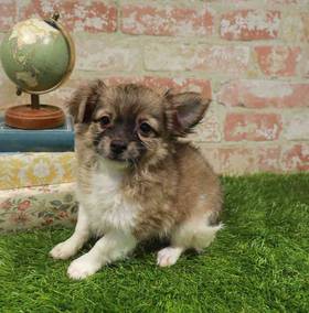 Chihuahua
