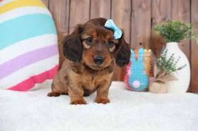 Dachshund