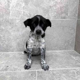 Australian Cattle Dog