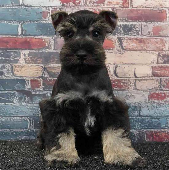 Mini Schnauzer