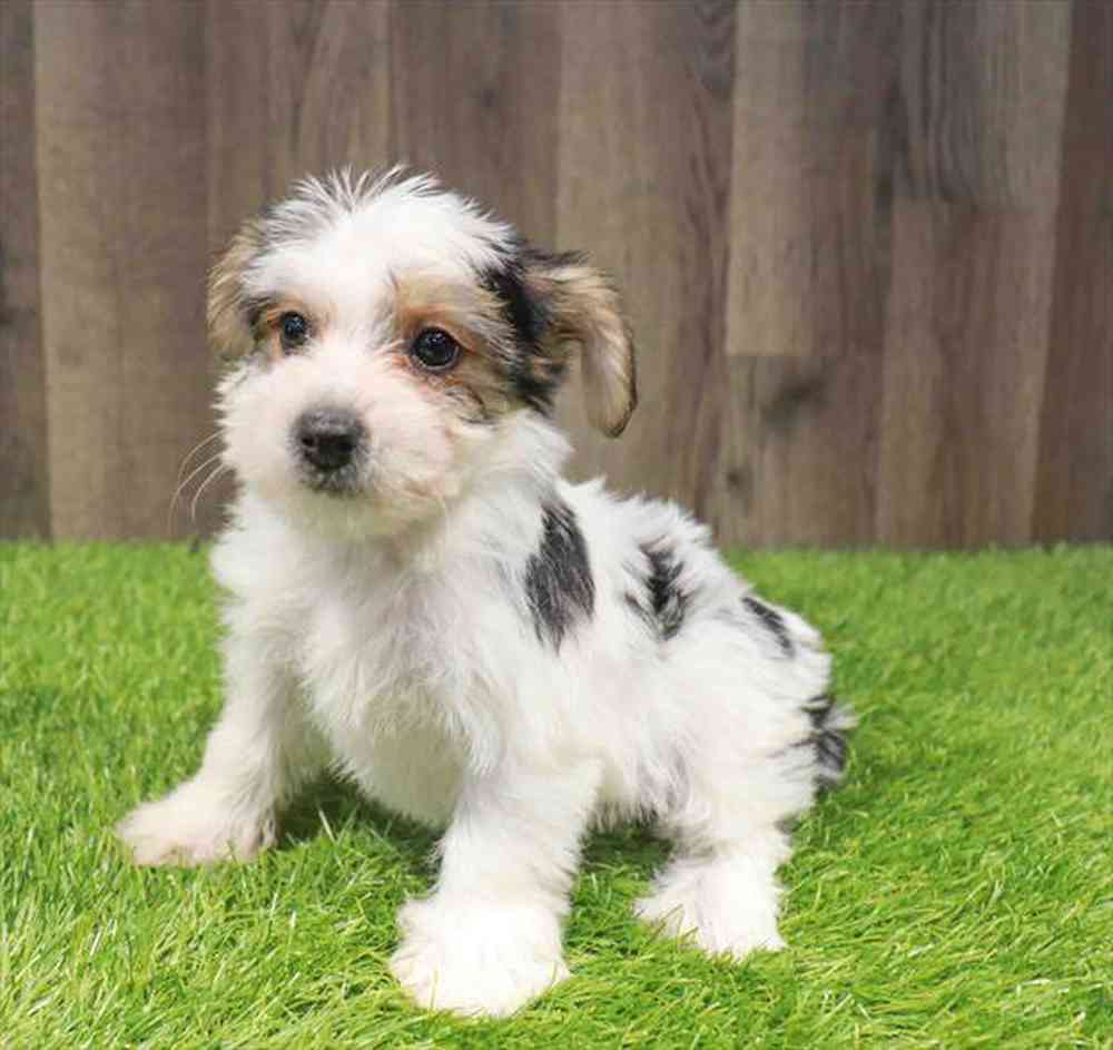 Image of a pet breed in the gallery