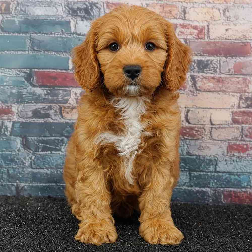 carousel pet images