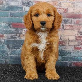 Cockapoo
