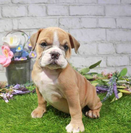English Bulldog