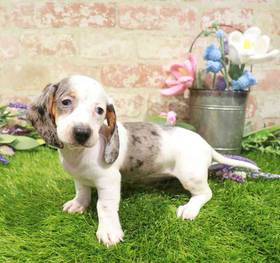 Dachshund