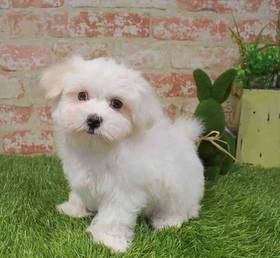 Maltese