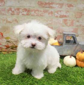Maltese
