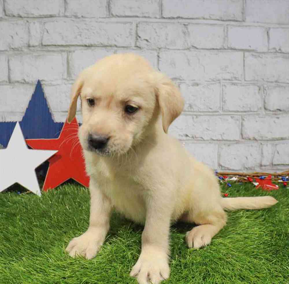 Image of a pet breed in the gallery