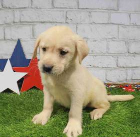 Labrador Retriever