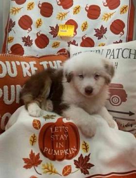 Toy Australian Shepherd