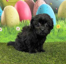 Pom-A-Poo