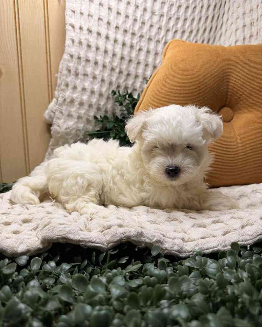 carousel pet images