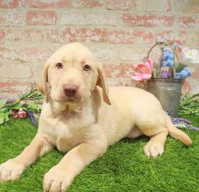 Labrador Retriever