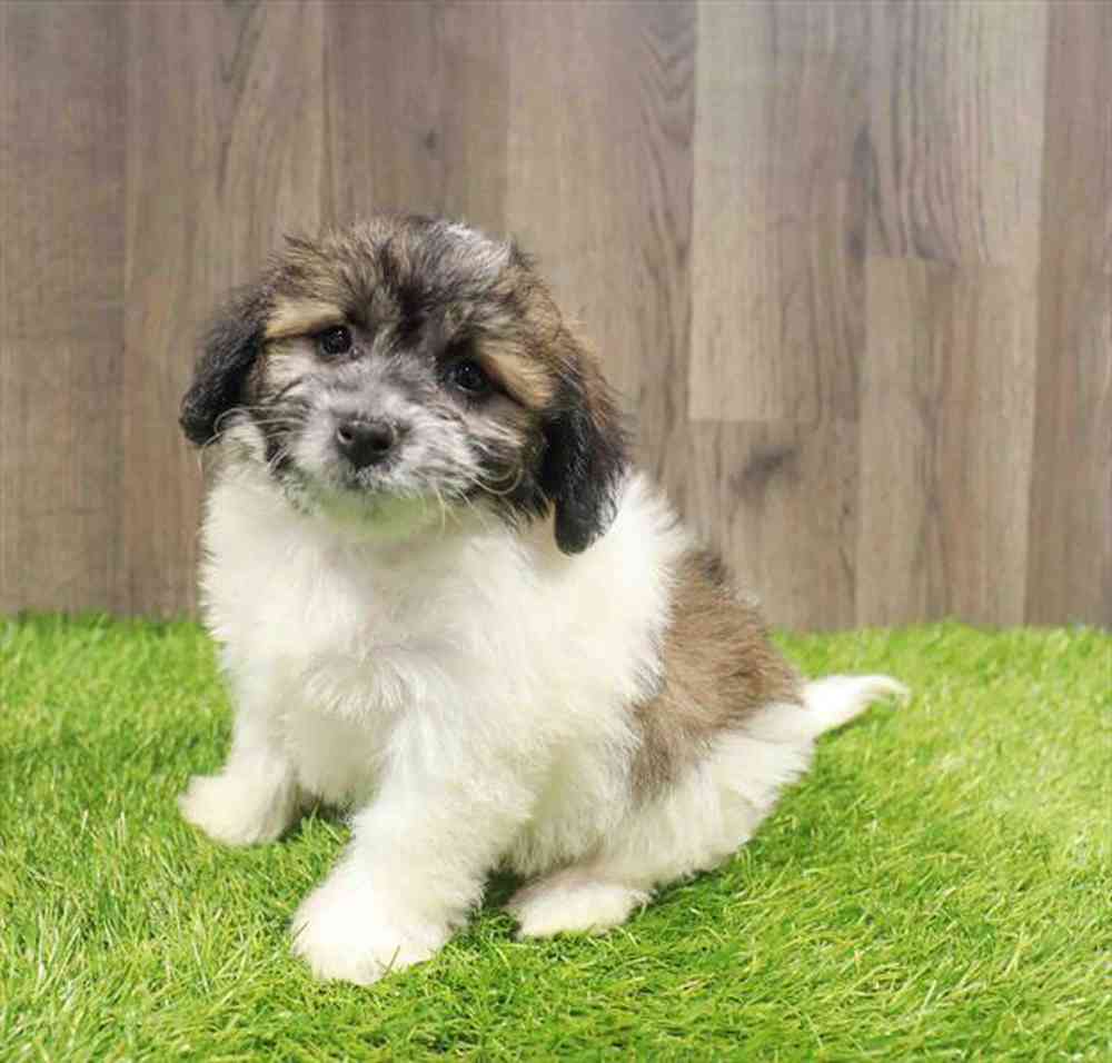 Image of a pet breed in the gallery