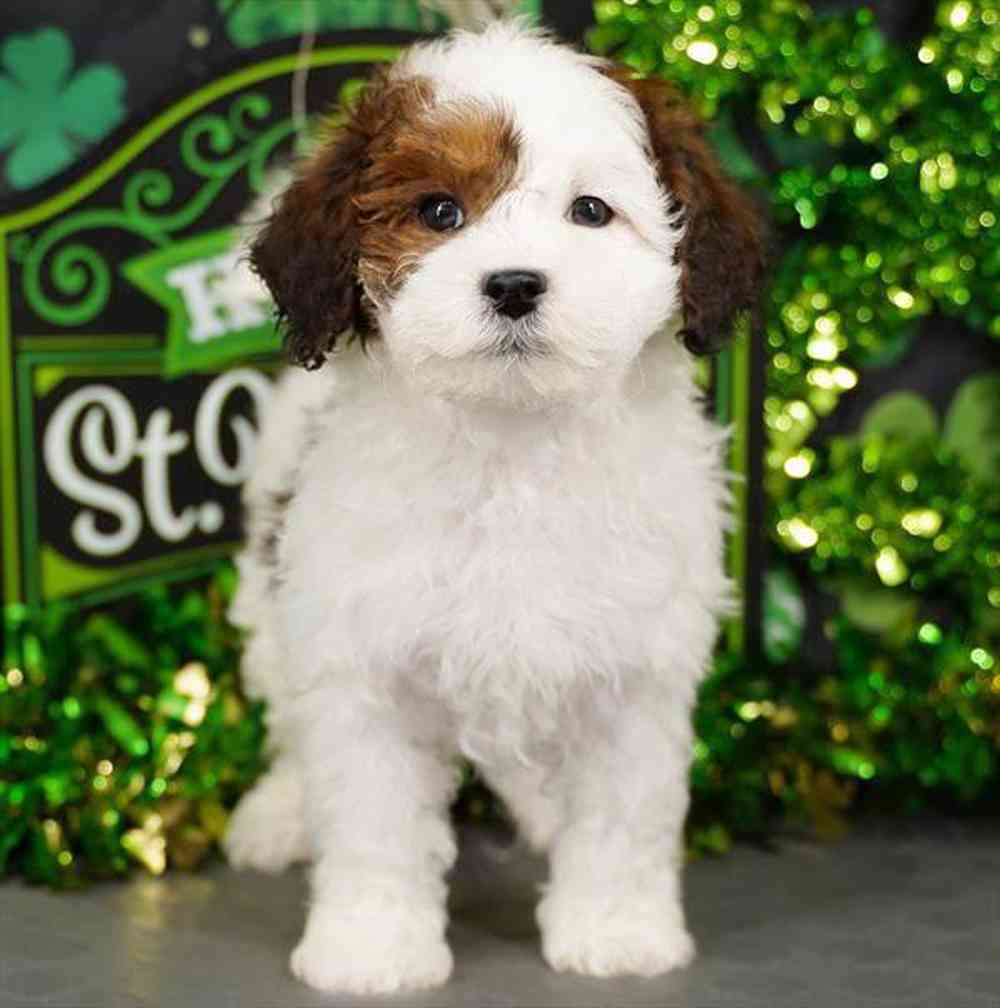 Image of a pet breed in the gallery