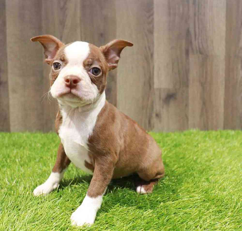 Image of a pet breed in the gallery