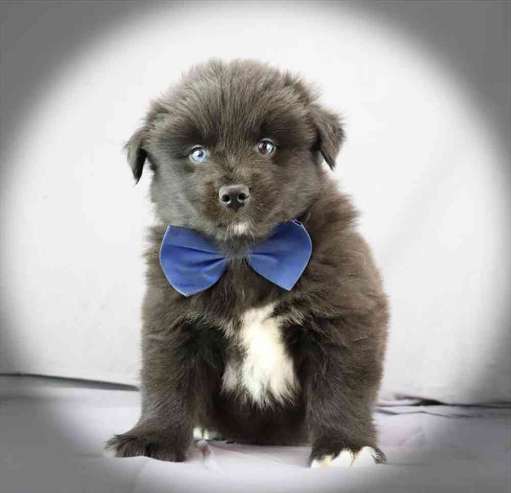 Image of a pet breed in the gallery