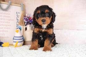 Mini Bernardadoodle