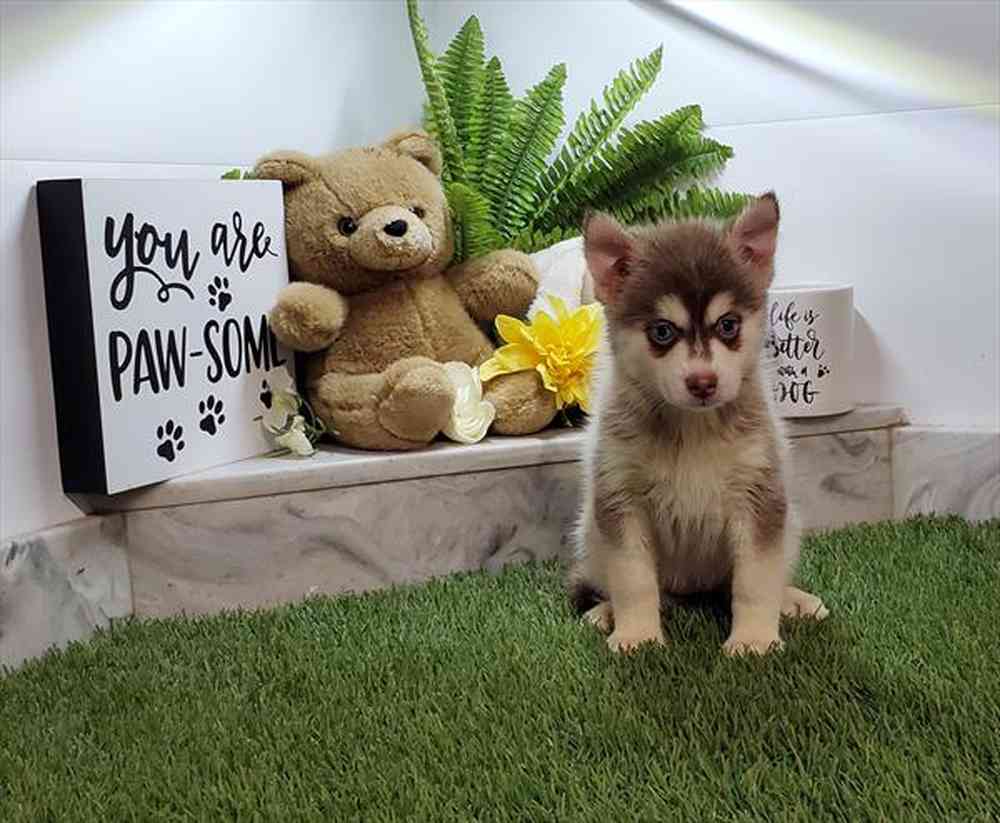 carousel pet images