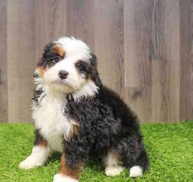 Mini Bernadoodle