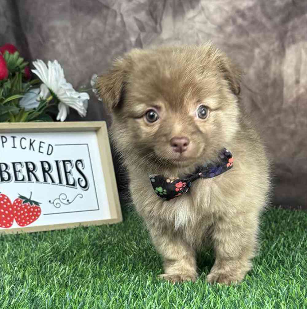 carousel pet images