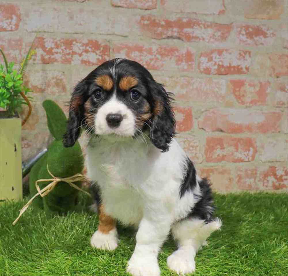 carousel pet images