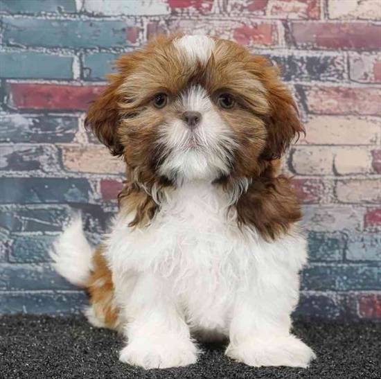 Shih Tzu