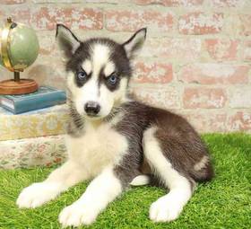 Siberian Husky