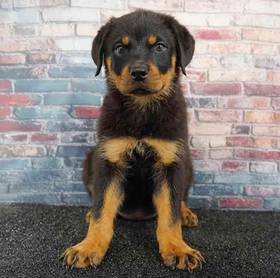Rottweiler