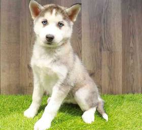 Siberian Husky