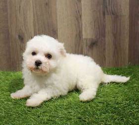 Bichon
