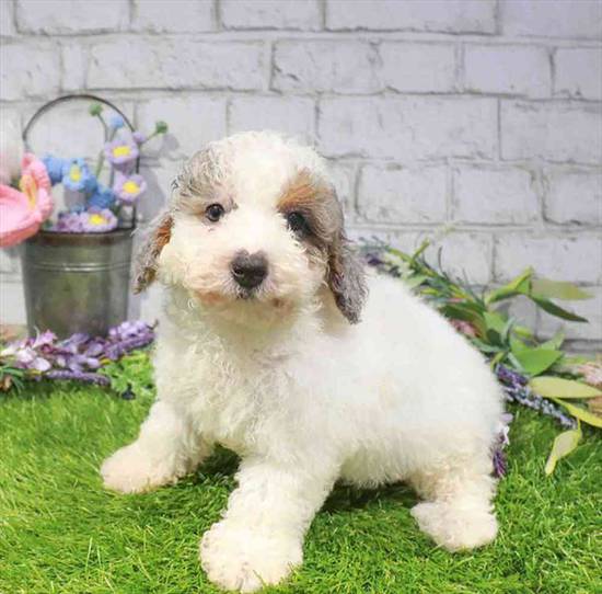 Poodle