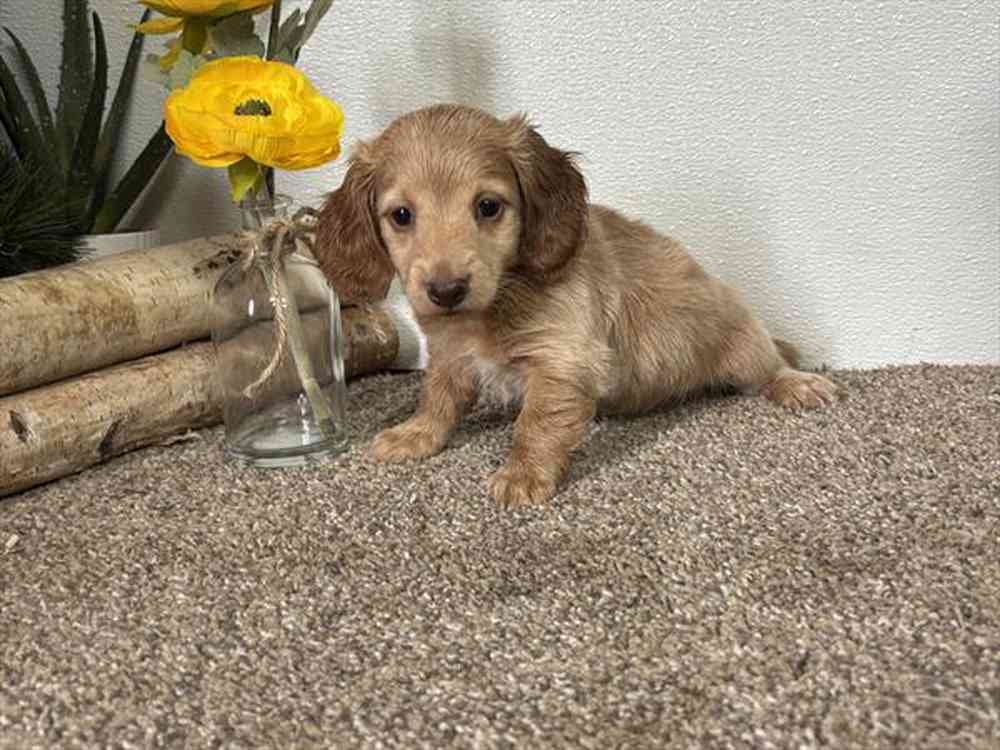 Image of a pet breed in the gallery