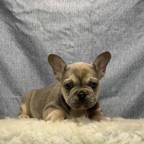 French Bulldog
