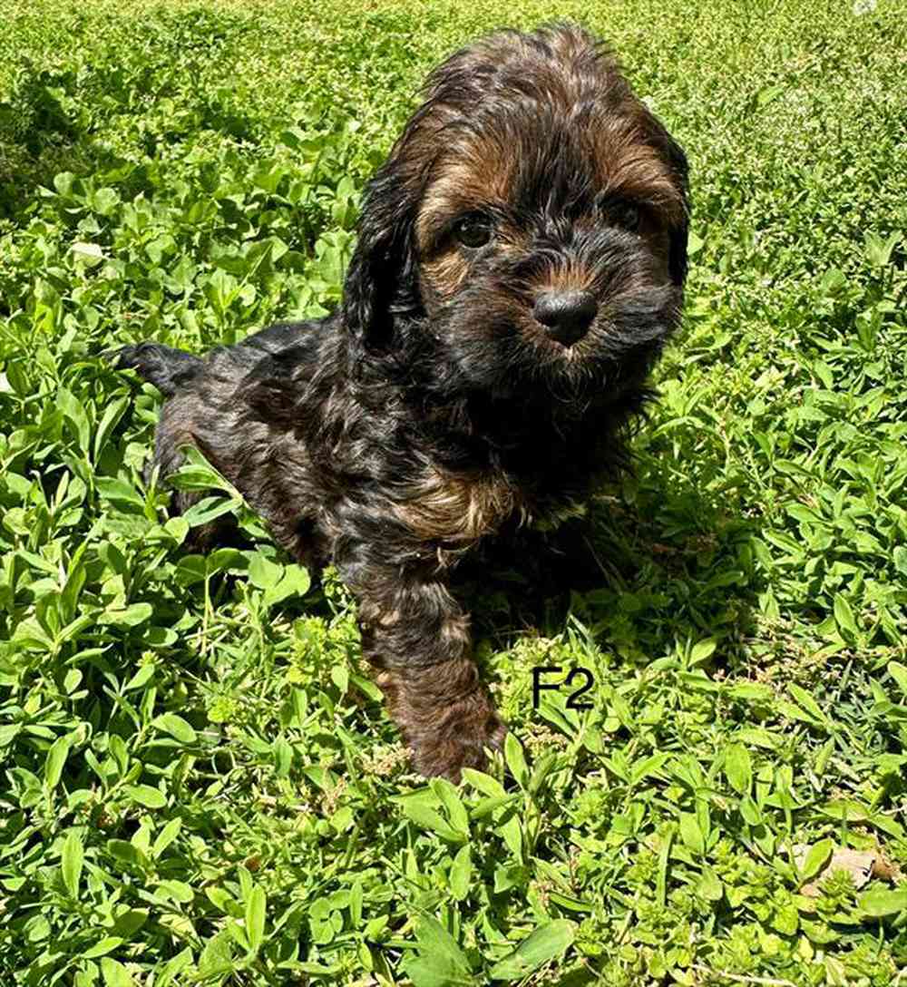 Image of a pet breed in the gallery