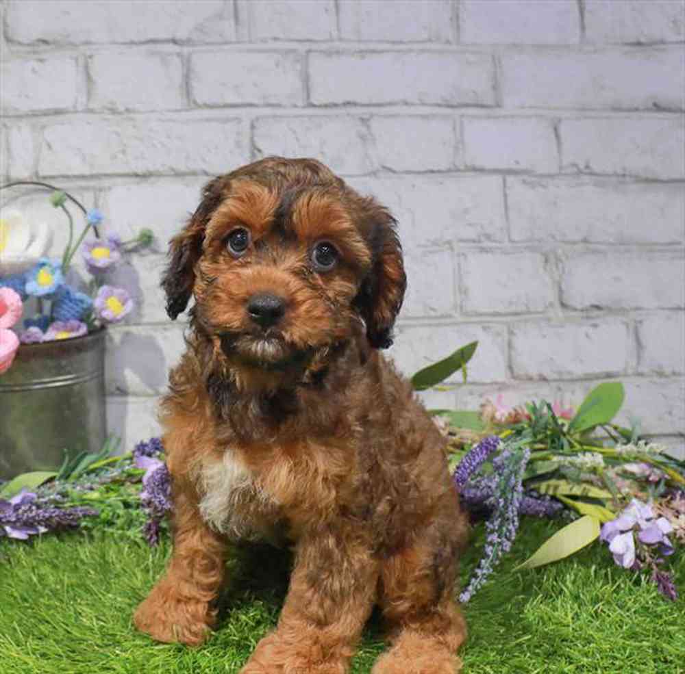 carousel pet images