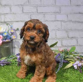 Cavapoo