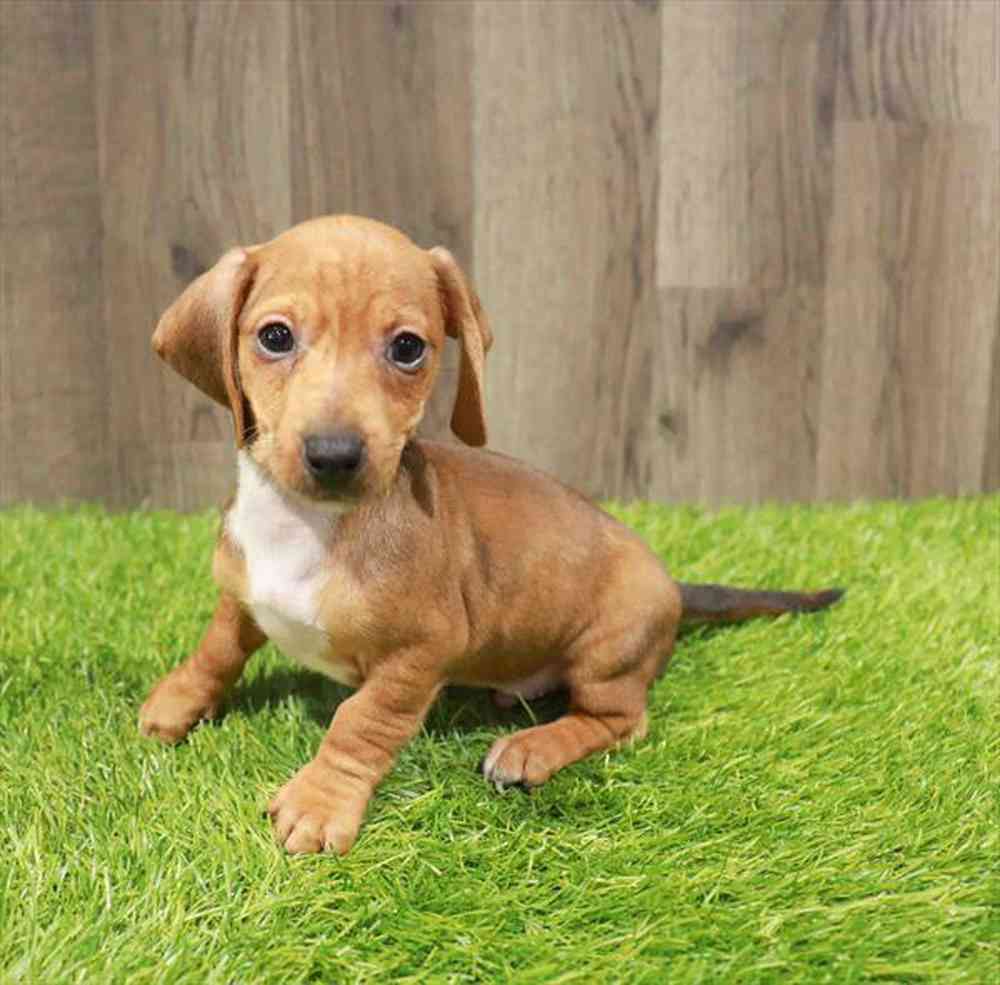 Image of a pet breed in the gallery