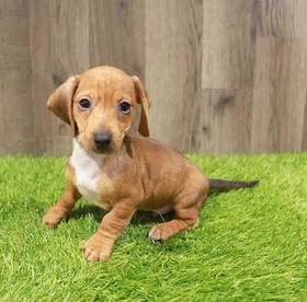 Dachshund