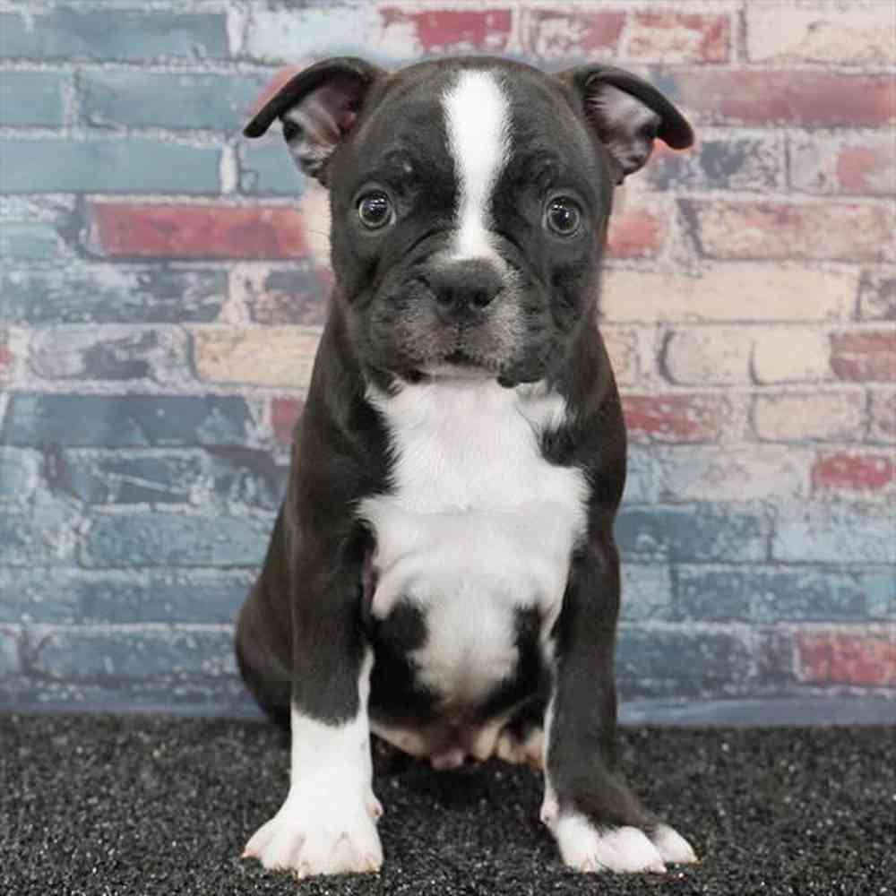 Image of a pet breed in the gallery