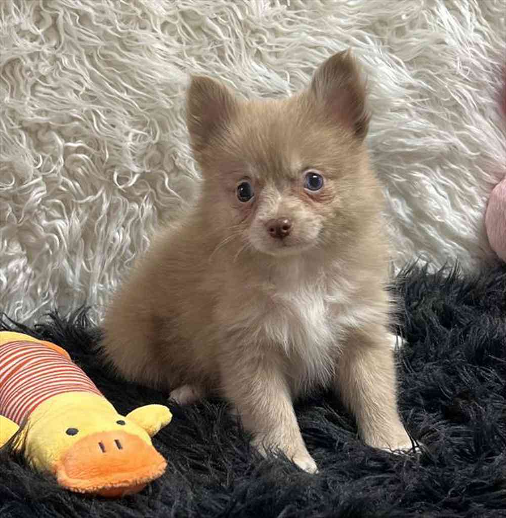 carousel pet images