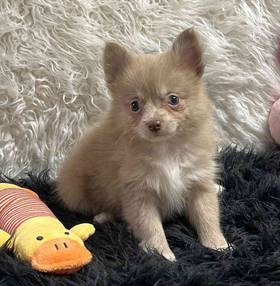 Pomeranian