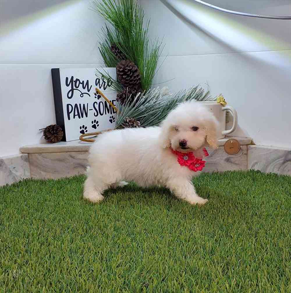 carousel pet images