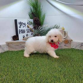Coton De Tulear