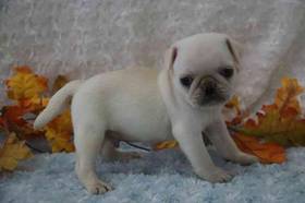 Pug