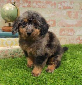 Mini Goldendoodle 2nd Gen