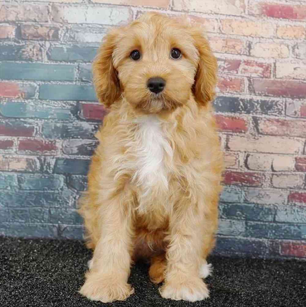 carousel pet images