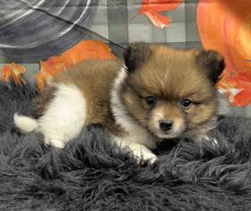 Pomeranian