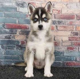 Alaskan Klee Kai